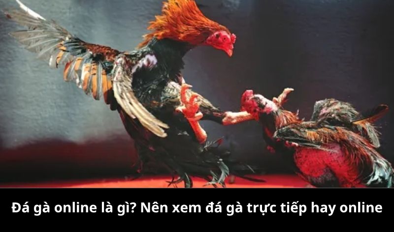 Đá gà online là gì? Nên xem đá gà trực tiếp hay online
