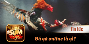 Đá gà online là gì? Cách tham gia cho tân thủ mới gia nhập